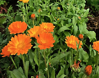 Resina,   Calendula,  Heirloom Garden Seeds  Culinary & Medicinal Herbs   Pot Marigold   Edible Flower   Non-GMO