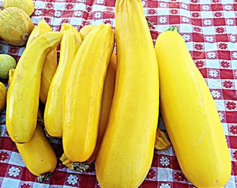 Golden Zucchini  Summer Squash   20+  Heirloom Garden Seeds  Early Variety   Rare   Non-GMO