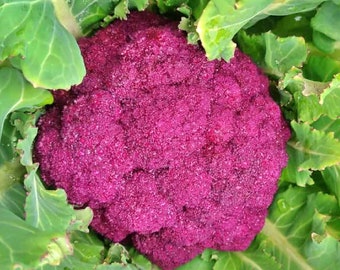 Cauliflower,  Purple Cape,   Heirloom Garden Seeds   Open Pollinated   Container Gardening   Vegetable Seeds Non-GMO