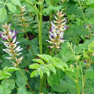 Wild Licorice,  Herb,   Heirloom Garden Seeds (Glycyrrhiza lepidota)  Sweet and Aromatic - Used in Confectionery and Herbal Remedies