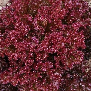 Lollo Rosso, Lettuce Seeds: Heirloom Red Leaf - Mild Flavor, Crunchy Texture