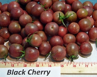 Black Cherry, Tomato,  Heirloom Garden Seeds   Grown to Organic Standards   Open Pollinated  Gardening Non-GMO