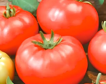 Beefsteak, Heirloom Tomato Seeds: Open Pollinated Container Gardening Vegetable NonGMO