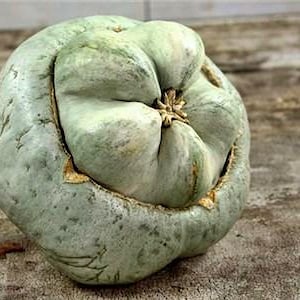 Ute Indian, Heirloom Winter Squash Seeds: (Rare, Non-GMO)