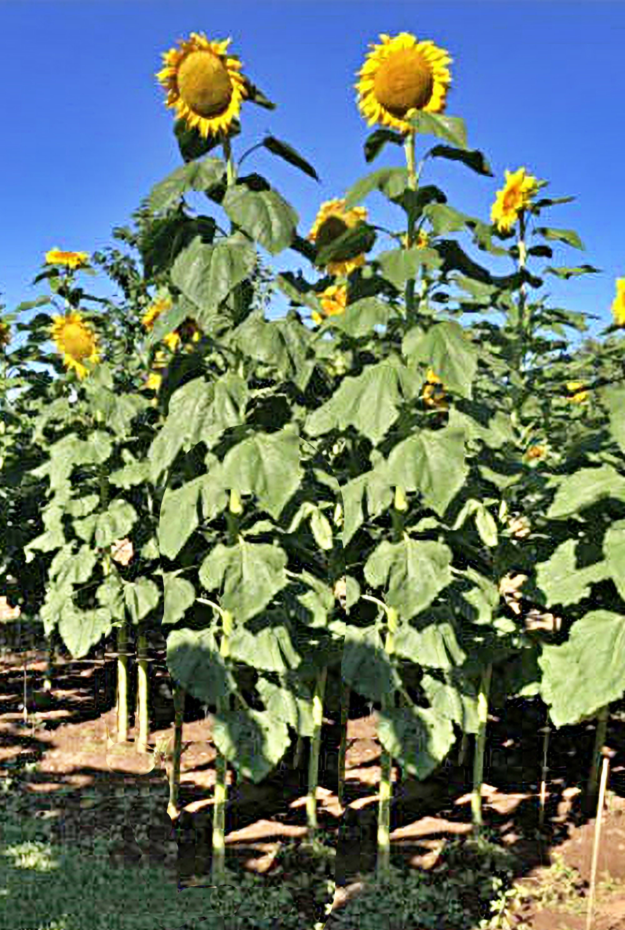 Graines de Tournesol géant BIOLOGIQUE – Le soleil dans votre jardin