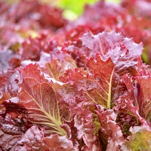 Red Velvet, Lettuce, Heirloom Seeds, Vegetable Gardening Heat & Frost Resistant Non-GMO
