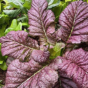Red Giant, Mustard, Heirloom Seeds, Naturally Grown Open Pollinated Micro Greens Gardening Non-GMO