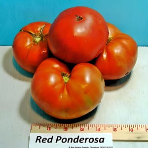 Ponderosa Red, Tomato, Heirloom Seeds, Early Large Beefsteak Better Flavor Than Brandywine Open Pollinated Non-GMO