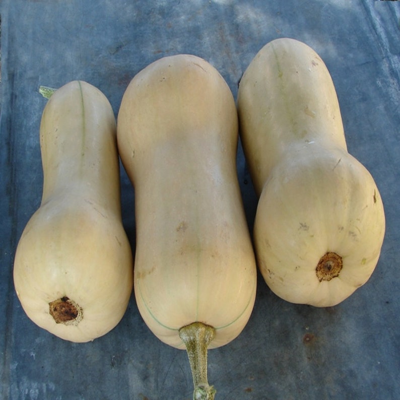 Waltham Butternut Heirloom Winter Squash Seeds Etsy