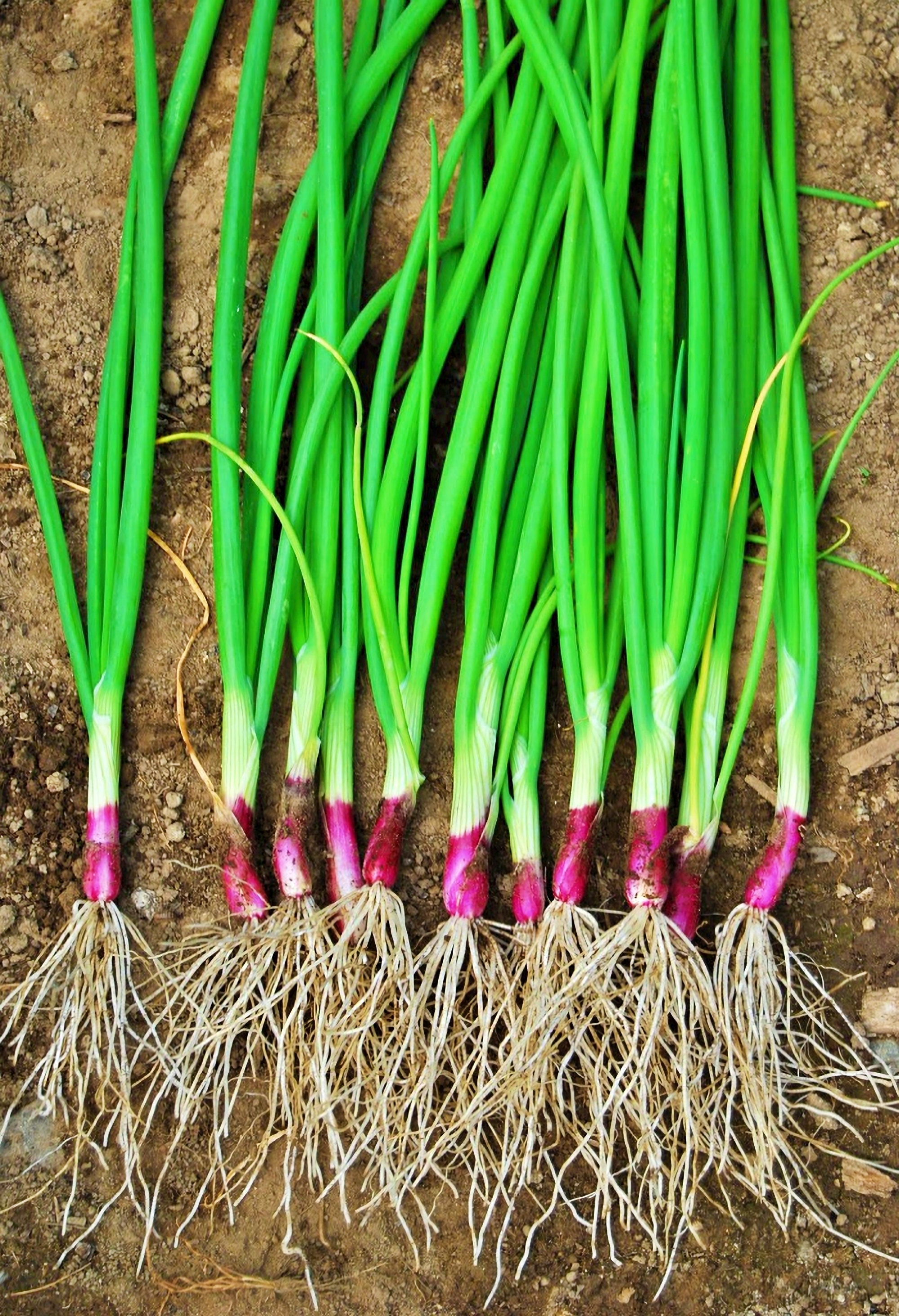 Deep Purple Bunching Onion Seeds F1 Hybrid 50 thru 1,000 seeds