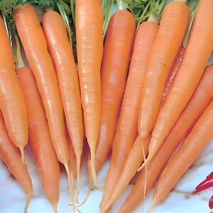Imperator 58,  Carrot,   Heirloom Seeds,  Open Pollinated   Container Gardening   Vegetable Garden   Non-GMO
