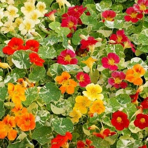 Alaska Nasturtium Seeds: Edible Flower Mix with Variegated Leaves