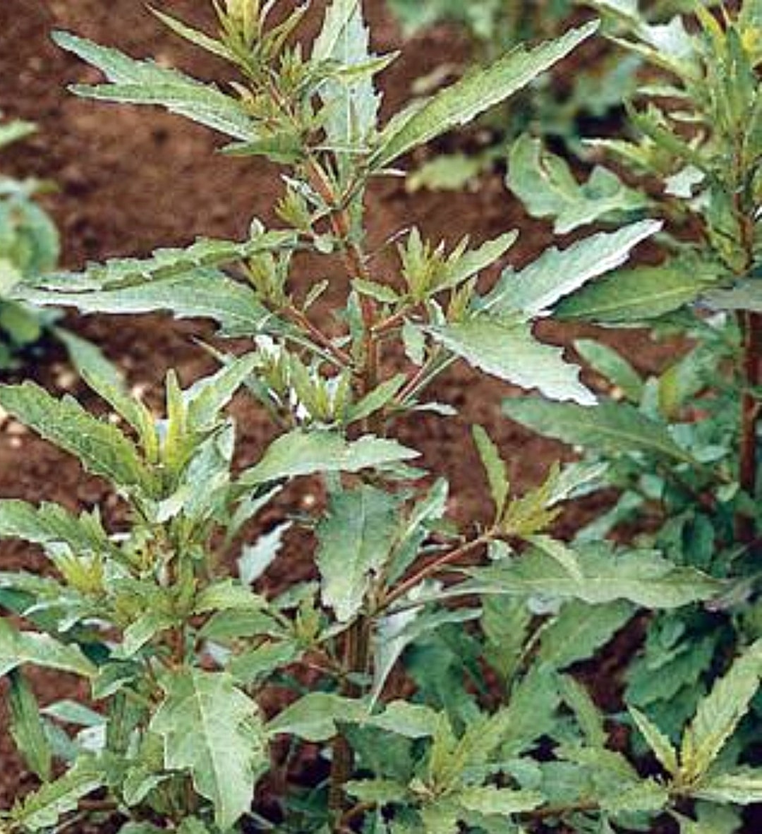 Epazote, Culinary & Medicinal Herbs, Heirloom Garden Seeds Mexican Tea