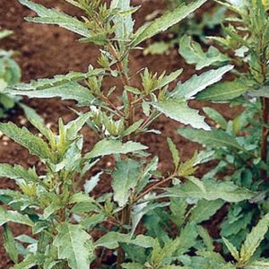 Epazote, Culinary & Medicinal Herbs, Heirloom Seeds, Mexican Tea Non-GMO