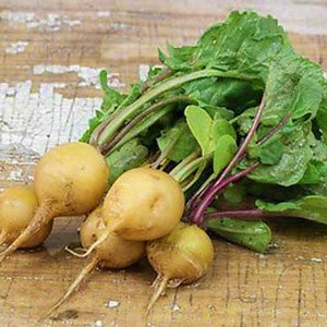 Helios,  Radish,  Heirloom Seeds,  Open Pollinated Vegetable Garden Seeds  Non-GMO
