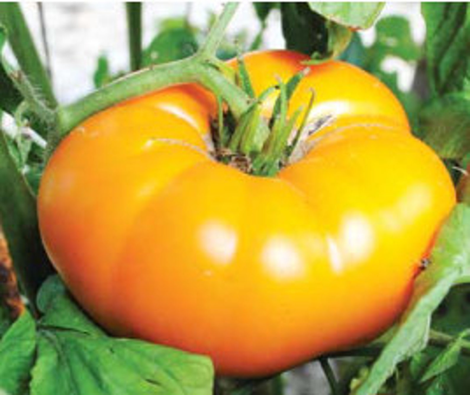 Yellow Brandywine Tomato Heirloom Garden Seed Grown To Organic Etsy
