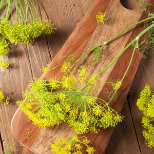 Bouquet Dill Seeds: Fragrant Herb Open Pollinated image 2
