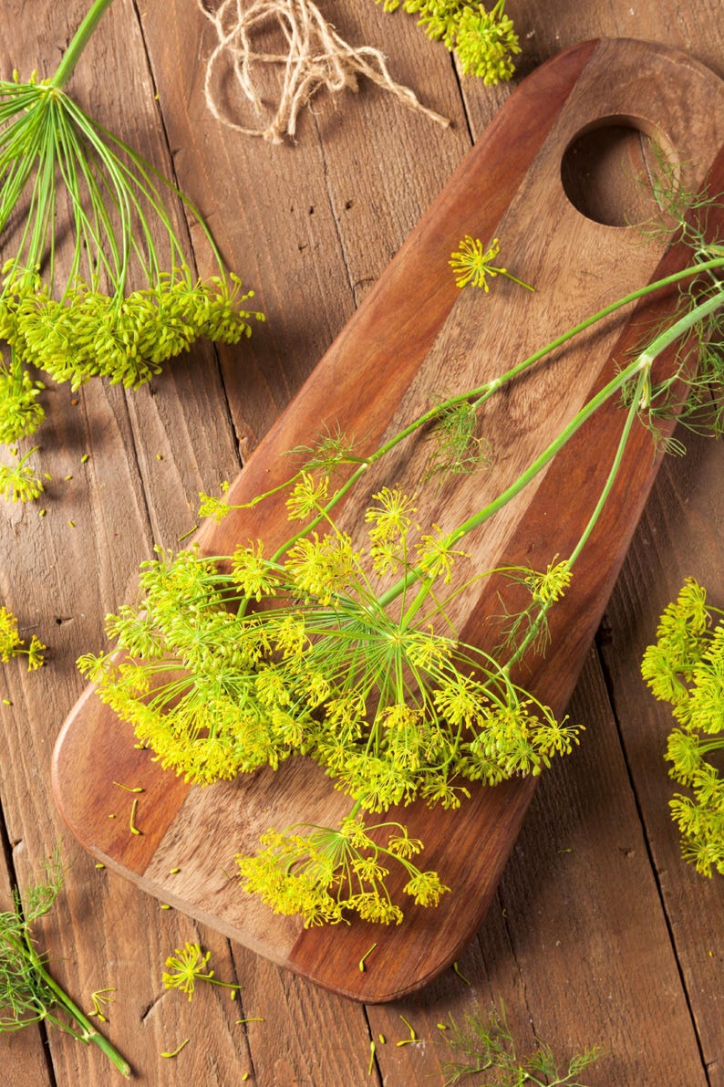 Bouquet Dill Seeds: Fragrant Herb Open Pollinated image 2