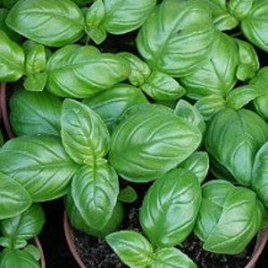 Italian Large Leaf,   Basil,  Culinary & Medicinal Herbs,  Heirloom Garden Seeds      Open Pollinated   Container Garden   Non-GMO