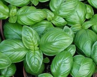 Italian Large Leaf,   Basil,  Culinary & Medicinal Herbs,  Heirloom Garden Seeds      Open Pollinated   Container Garden   Non-GMO