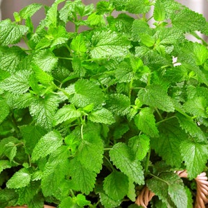 Lemon Balm,  Culinary & Medicinal  Herbs,  Heirloom Seeds,      Open Pollinated   GMO Free