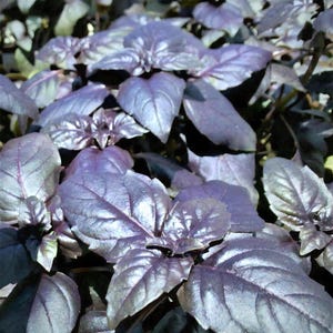 Dark Purple Opal Basil Seeds: Culinary Herb (Non-GMO)