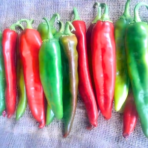 Guizeppi Chile  Pepper    Heirloom Seeds,  Hatch Green Mild   Non-GMO