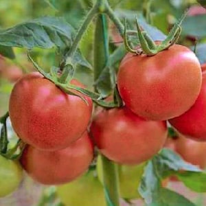 Independence Day, Tomato, Heirloom Seeds, Open Pollinated Non-GMO