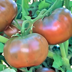 Cherokee Purple, Tomato Seeds:  Heirloom Open Pollinated