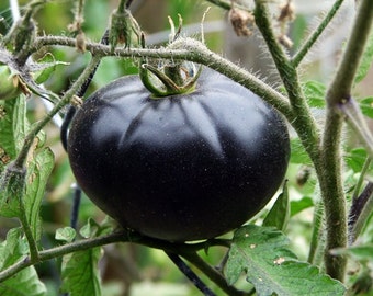 Black Beauty,  Tomato,  Heirloom Garden Seeds  Extreme Anthocyanin  Non-GMO