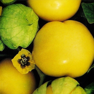 Tomatillo,  Amarylla Yellow,   Heirloom Garden Seeds  Open Pollinated   Container Gardening   Vegetable Seeds    Non-GMO