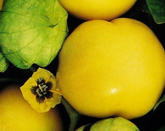 Tomatillo,  Amarylla Yellow,   Heirloom Garden Seeds  Open Pollinated   Container Gardening   Vegetable Seeds    Non-GMO