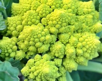 Romanesco Italian Broccoli     Heirloom Garden Seeds  Open Pollinated   Container Gardening   Vegetable Garden   Non-GMO