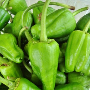 Padron,  Hot Pepper,   Heirloom Seeds,  Non-GMO   Naturally Grown   Open Pollinated Gardening   Non-GMO