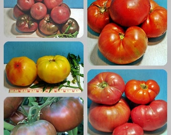 Favorite Slicer,  Tomato Seed Kit,  Heirloom Garden Seeds  Grown to Organic Standards Open Pollinated Container Garden Non-GMO