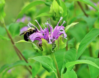 Wild Bergamot (Bee Balm),   Medicinal Herbs,  Heirloom Garden Seeds   Attracts Hummingbirds Bees and Butterflies   Flower