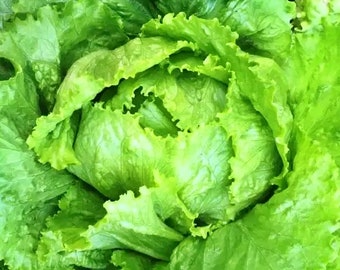 Webbs Wonderful Crisphead,  Lettuce,  Heirloom Garden Seeds  Open Pollinated   Vegetable Gardening   Non-GMO