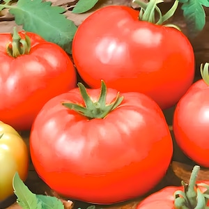 Red Beefsteak, Tomato, Heirloom Seeds, Open Pollinated Container Gardening Vegetable NonGMO