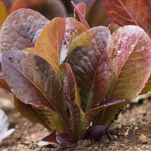 Red Romaine,  Lettuce,  Heirloom Seeds,  Vegetable Gardening   Heat & Frost Resistant  Non-GMO