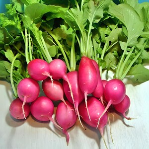 Champion,  Radish,  Heirloom Seeds,   Open Pollinated Heirloom Vegetable Garden Seeds Non-GMO