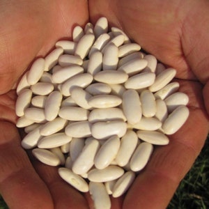 Cannellini,  Dry Bush Beans,  Heirloom Seeds,  Open Pollinated Gardening   Non-GMO