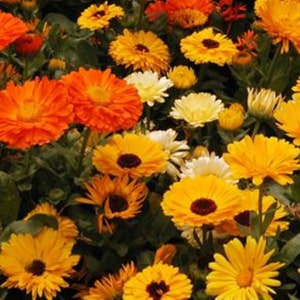 Pacific Beauty,  Calendula,  Heirloom Garden Seeds    Plant Seeds