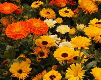 Pacific Beauty,  Calendula,  Heirloom Garden Seeds    Plant Seeds