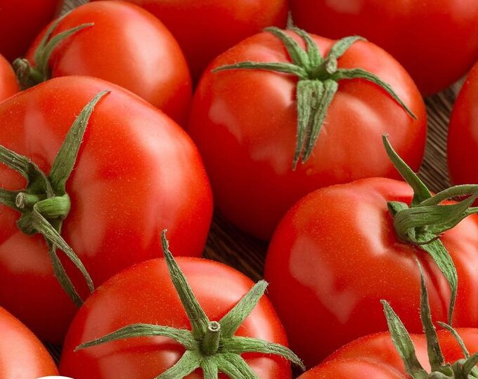 BoxGardenSeedsLLC Campbell 33 Tomato Seeds