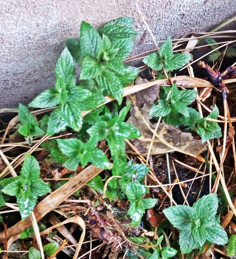 Peppermint Seeds Medicinal Herb Heirloom Mint Seeds / Non