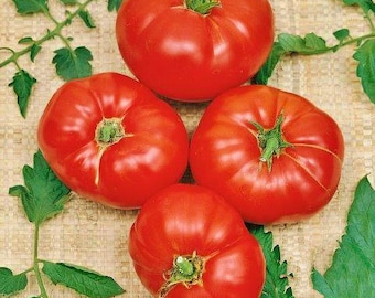 Boxcar Willie, Heirloom Tomato Seeds: Organic Standards Open Pollinated Gardening Non-GMO
