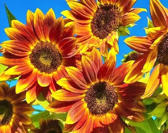 Earth Walker,  Sunflower,   Heirloom Garden Seeds    Open Pollinated  Garden Seeds NonGMO