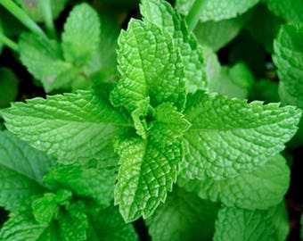 Mojito Mint,  Culinary & Medicinal Herbs,  Heirloom Garden Seeds  Non-GMO Bee Friendly