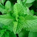 see more listings in the Culinary/Medicinal Herbs section