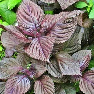 Red  Shiso,  Culinary & Medicinal  Herbs,  Heirloom Seeds,   (Perilla)   Container Vegetable Gardening   GMOFree